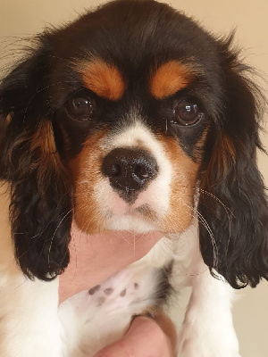 Valentin Lefevre - Cavalier King Charles Spaniel - Portée née le 09/06/2024