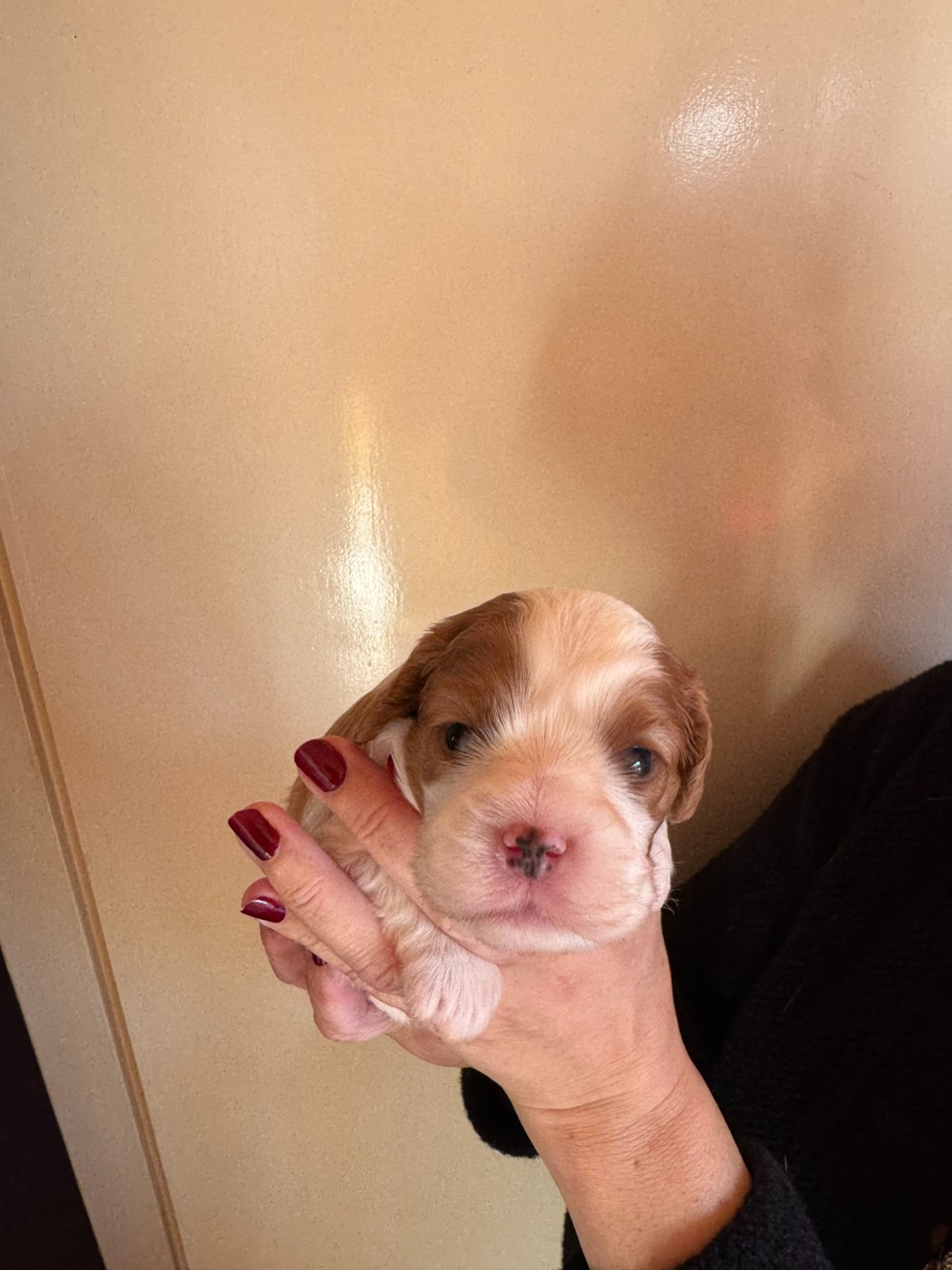 des Amours de la Villa Beaux Jours - Chiots disponibles - Cavalier King Charles Spaniel