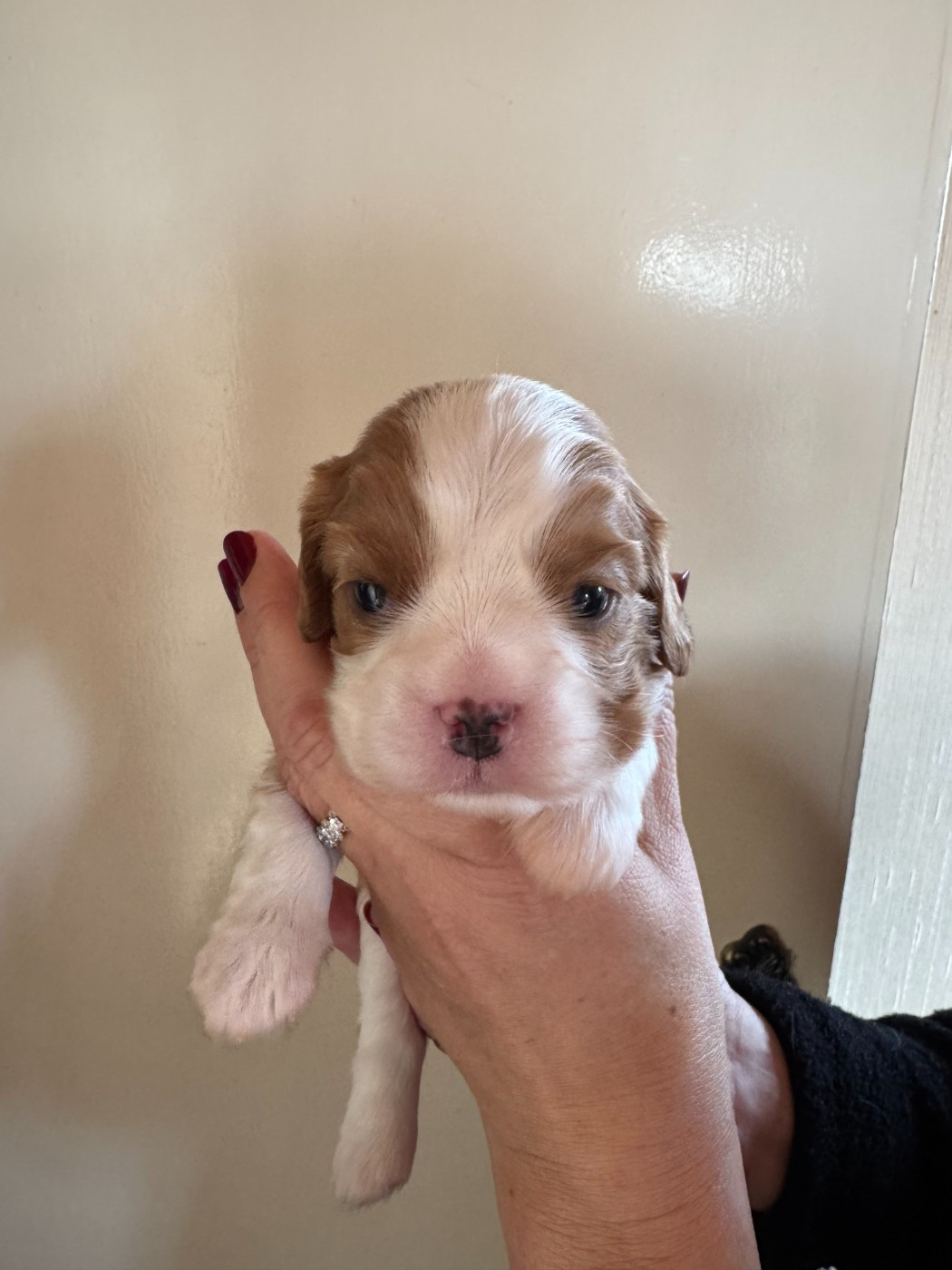 des Amours de la Villa Beaux Jours - Chiots disponibles - Cavalier King Charles Spaniel