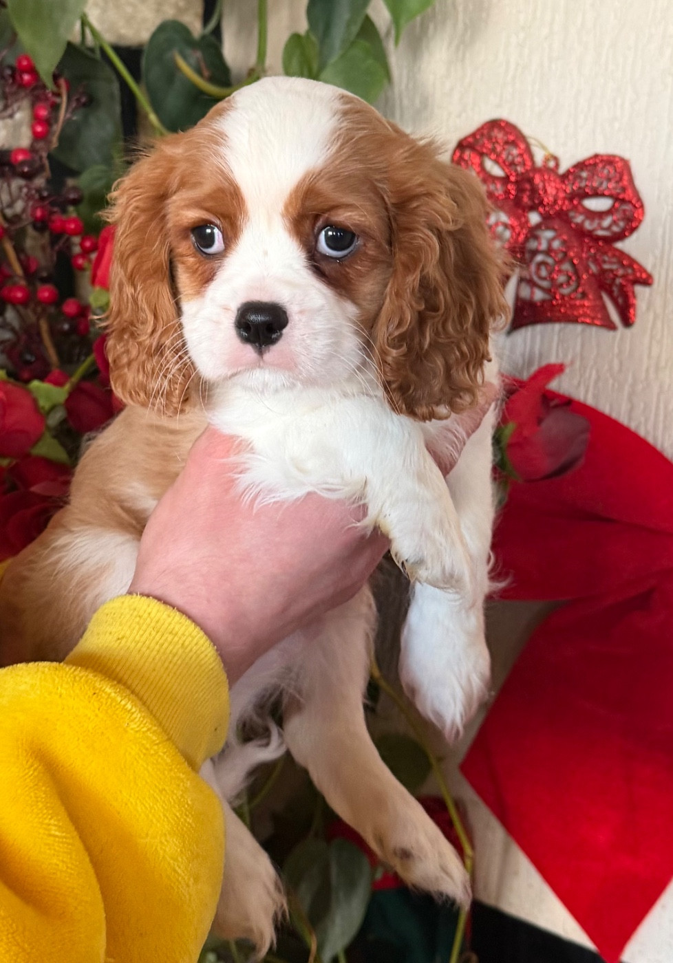 des Amours de la Villa Beaux Jours - Chiots disponibles - Cavalier King Charles Spaniel